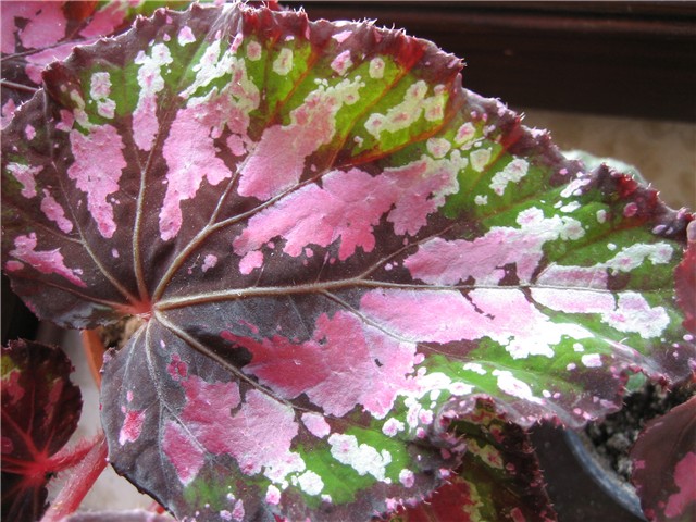 begonia rex